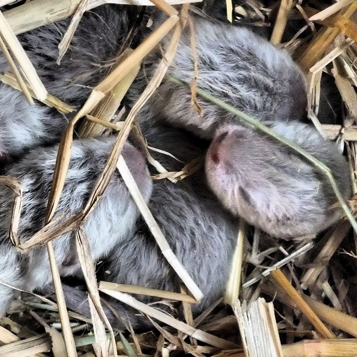 Four Tiny Newborn Otter Pups at the Netherlands' Emmen Zoo