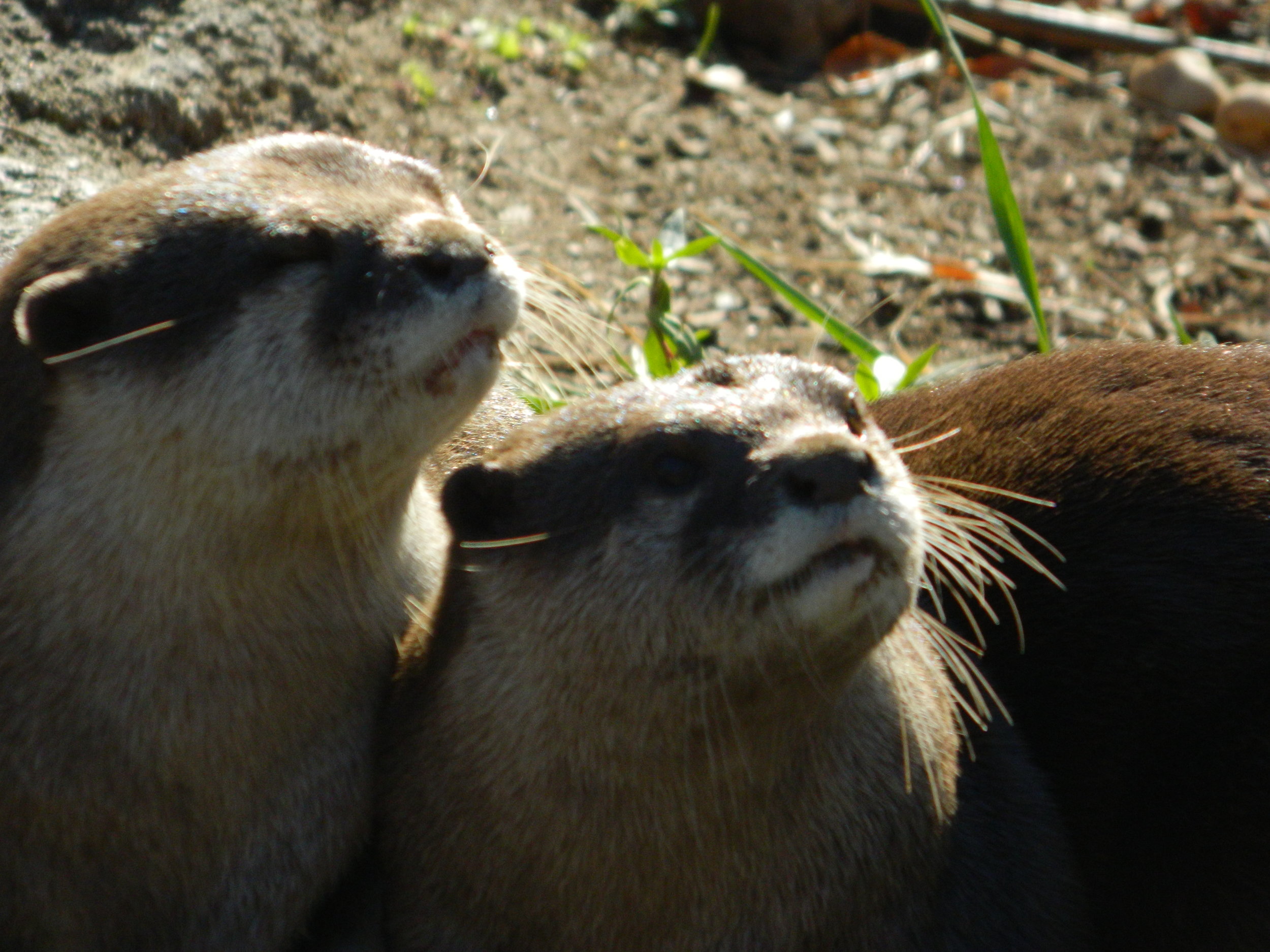 Something Has Caught Otters' Attention