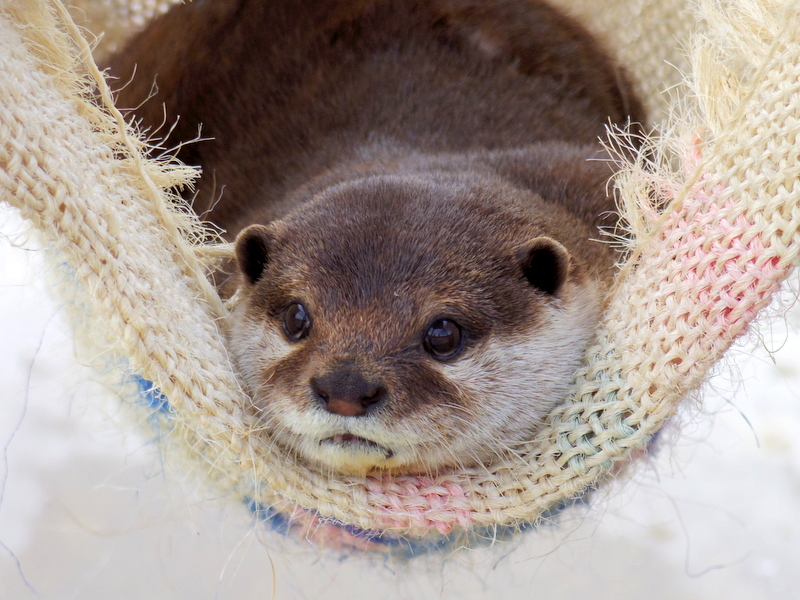 Otter Can Watch All the Goings-On from His Cozy Hammock