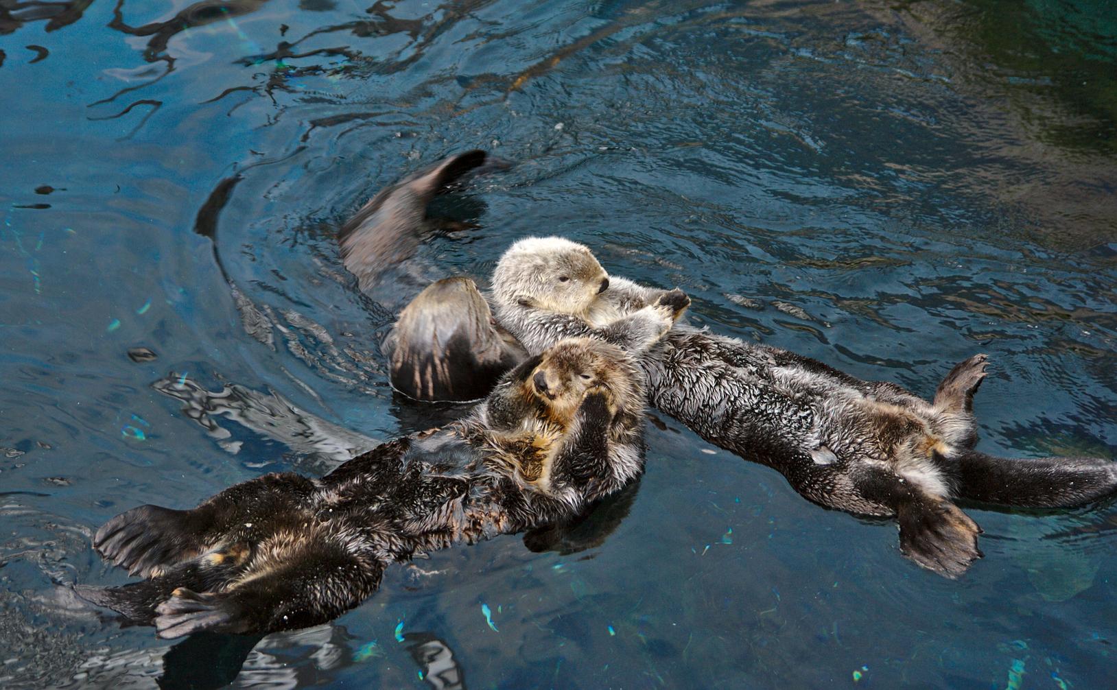 Sea Otters Can Lean on Each Other