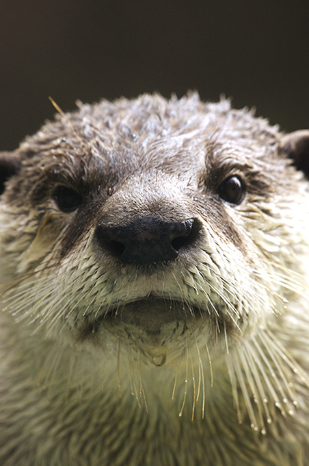 Otter, You Have a Drop of Water on Your Chin - And Your Whiskers!