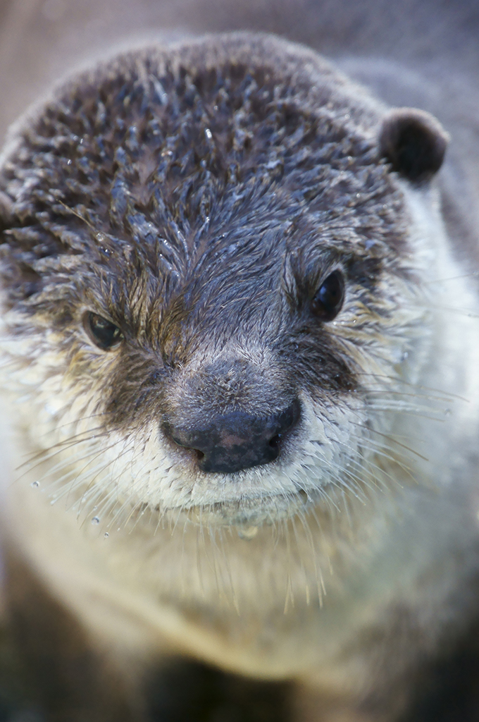 Otter, You Have a Drop of Water on Your Chin - And Your Whiskers! 2