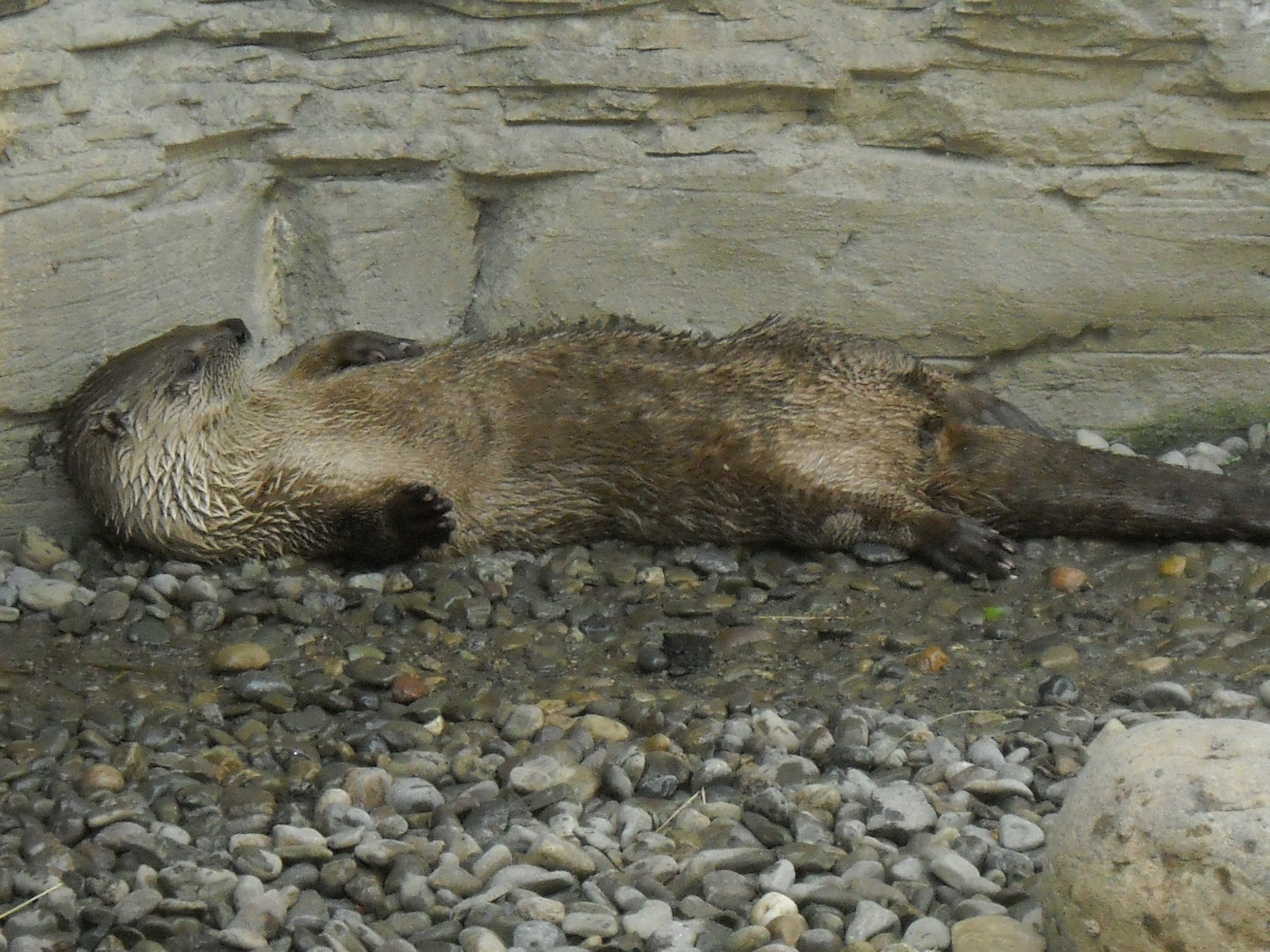 Otter Can Get Comfy on a Bed of Stones 1