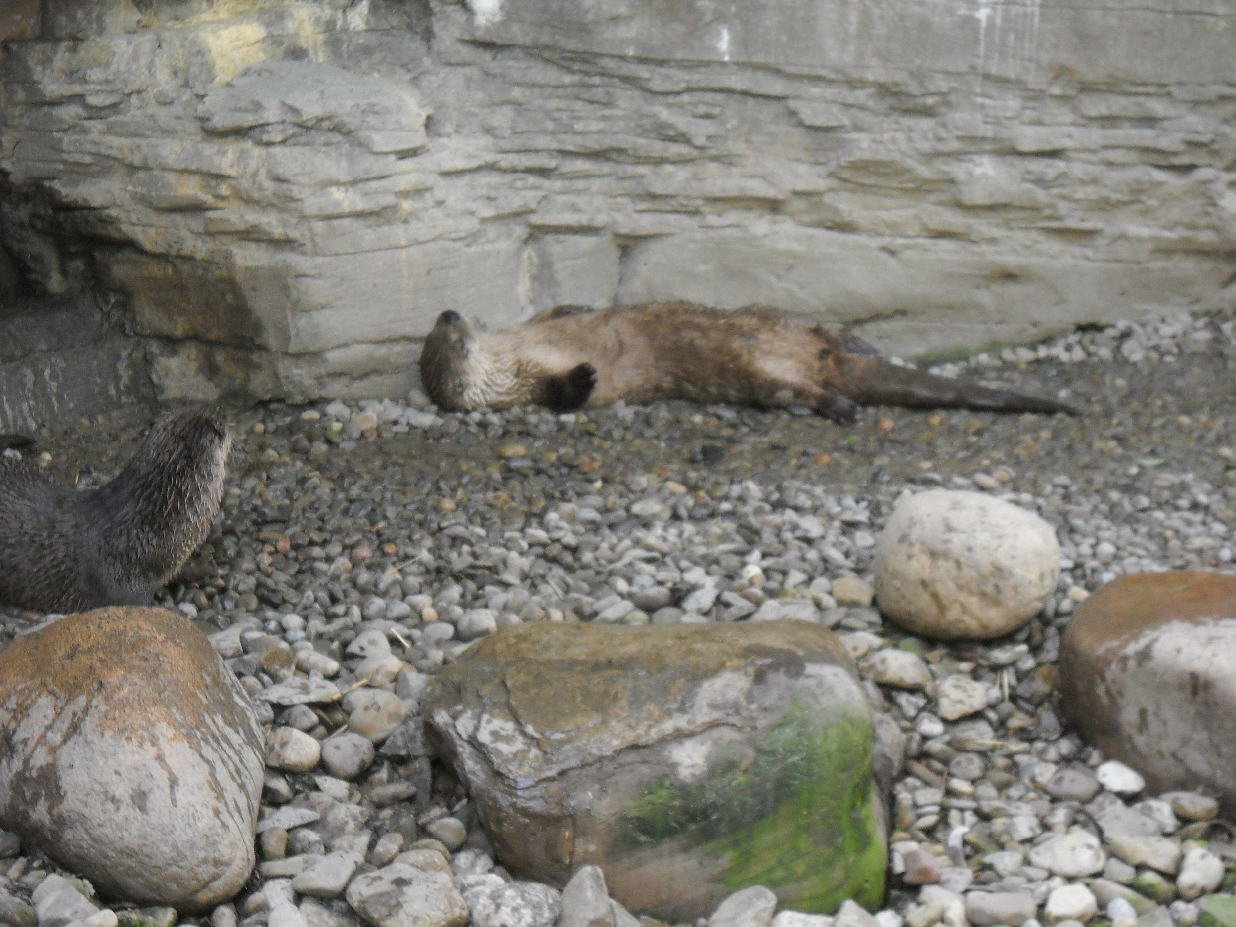 Otter Can Get Comfy on a Bed of Stones 2