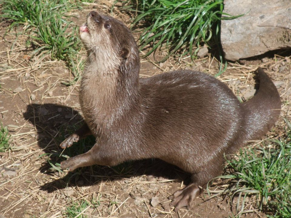 Otter Looks Like She's Readying Herself to Catch