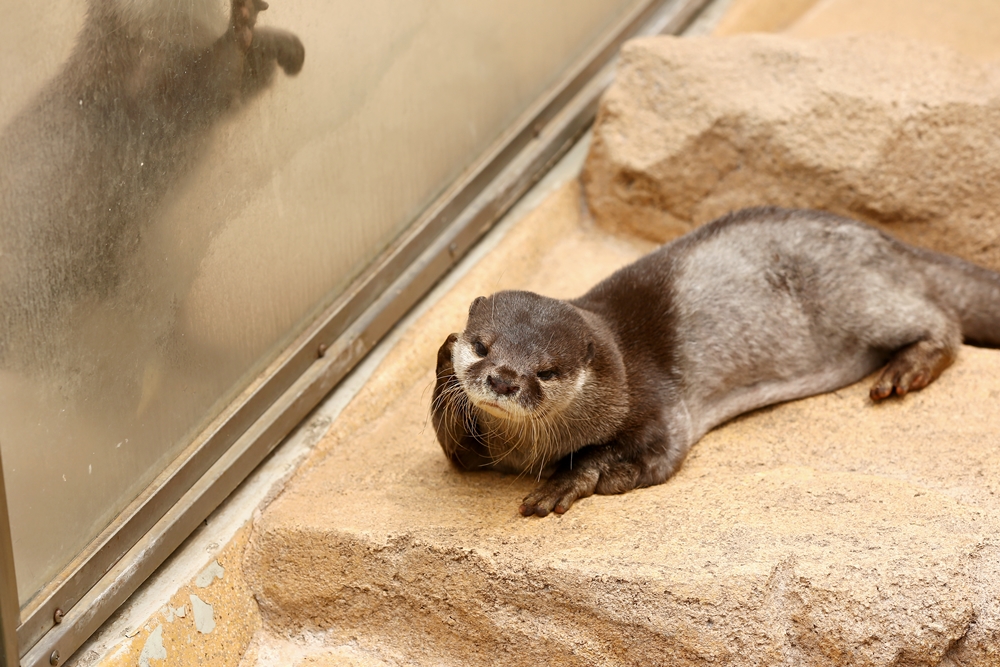 Otter Is Lost in Thought 1
