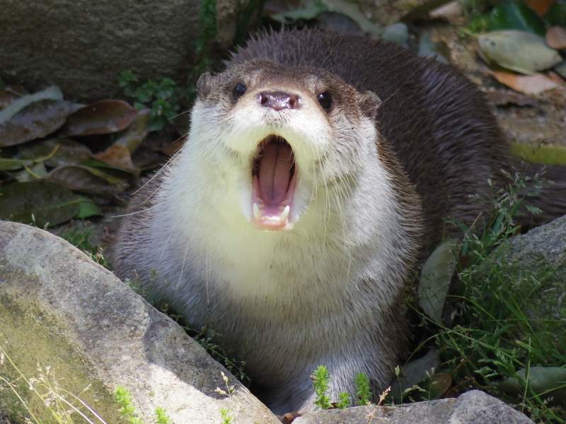 Otter Is at a Loss for Words