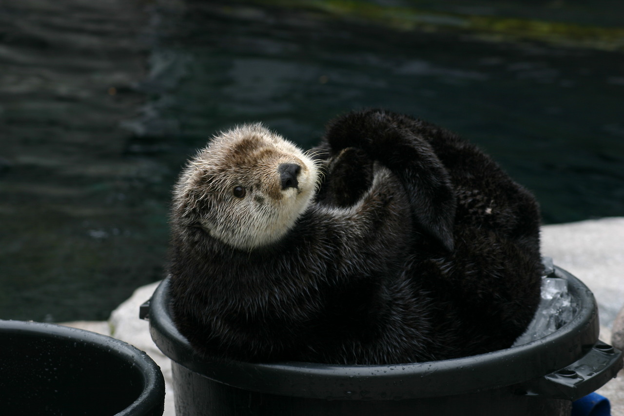 Sea Otter Gidget Curls Up in an Ice Bucket