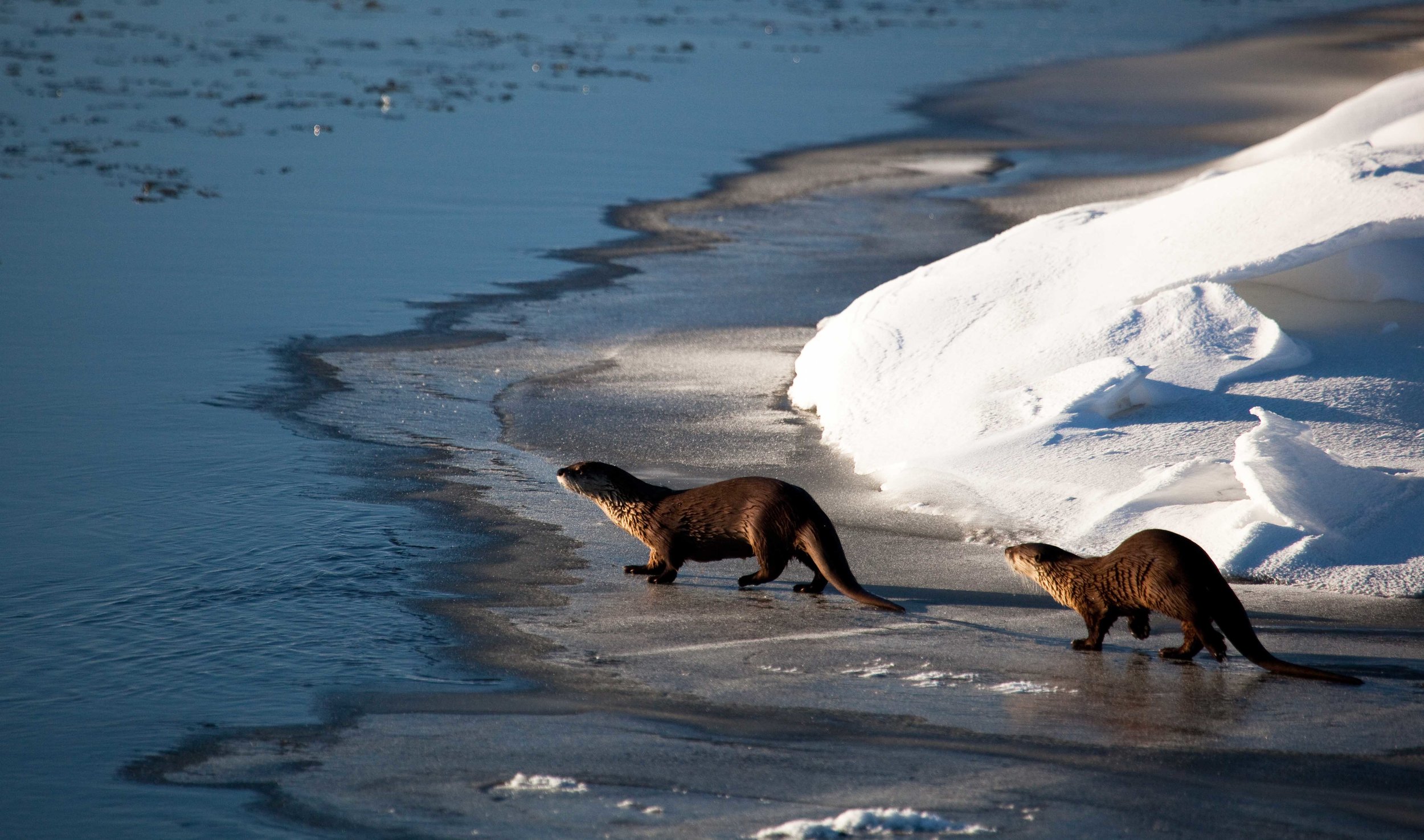 Otters Walk Along the Icy Water's Edge