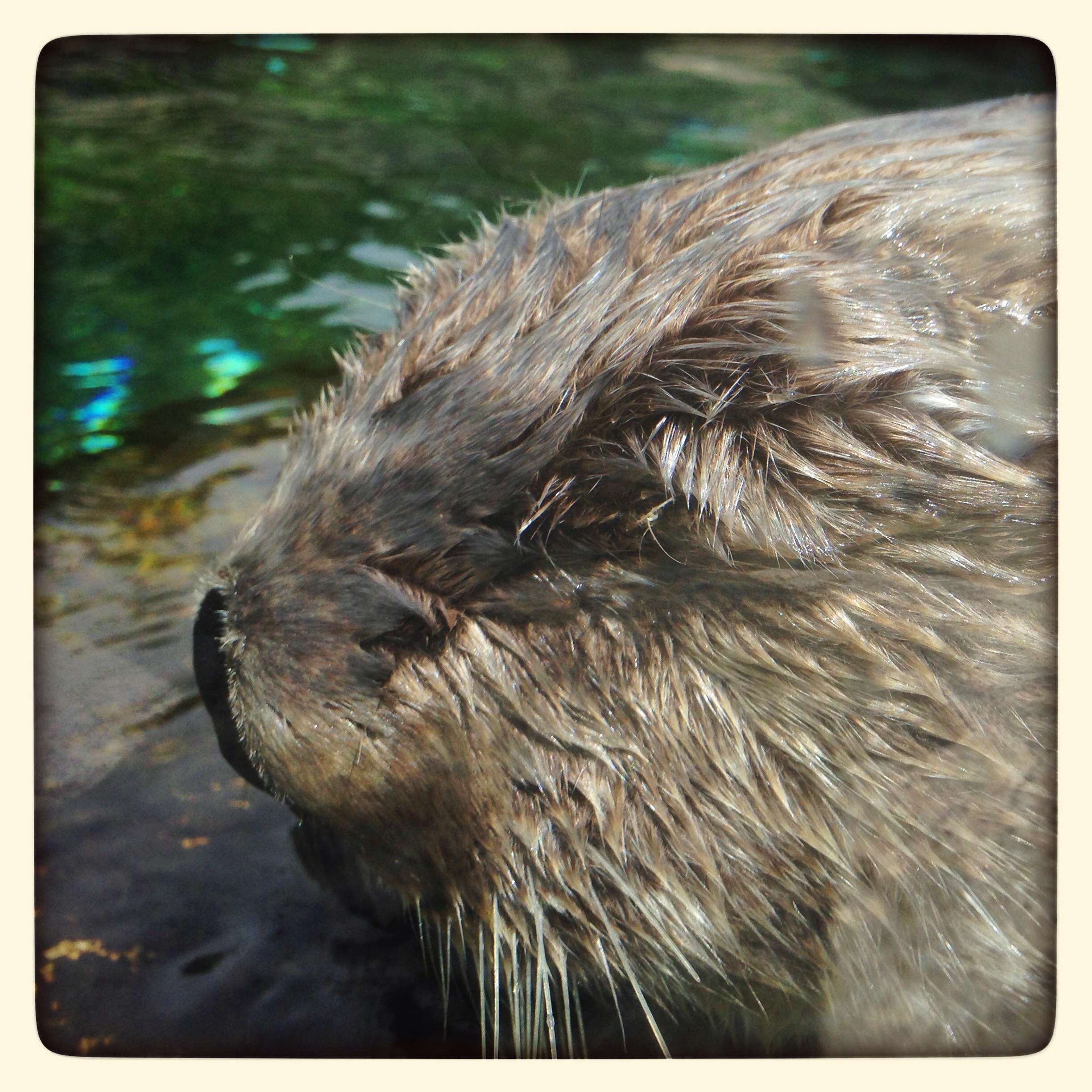Closeup of Sleeping Sea Otter