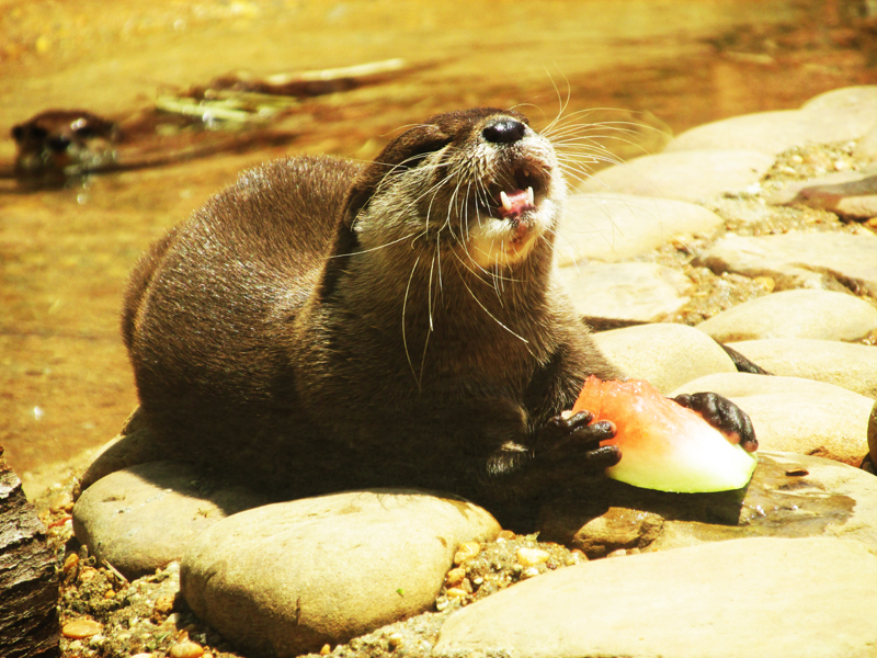 Otter Enjoys Some Tasty Watermelon