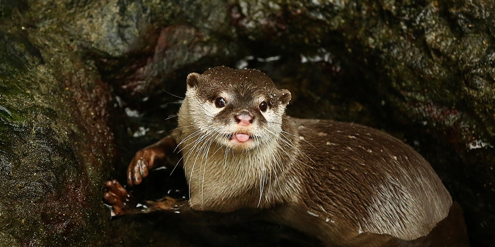 Otter Playfully Sticks Out His Tongue at You