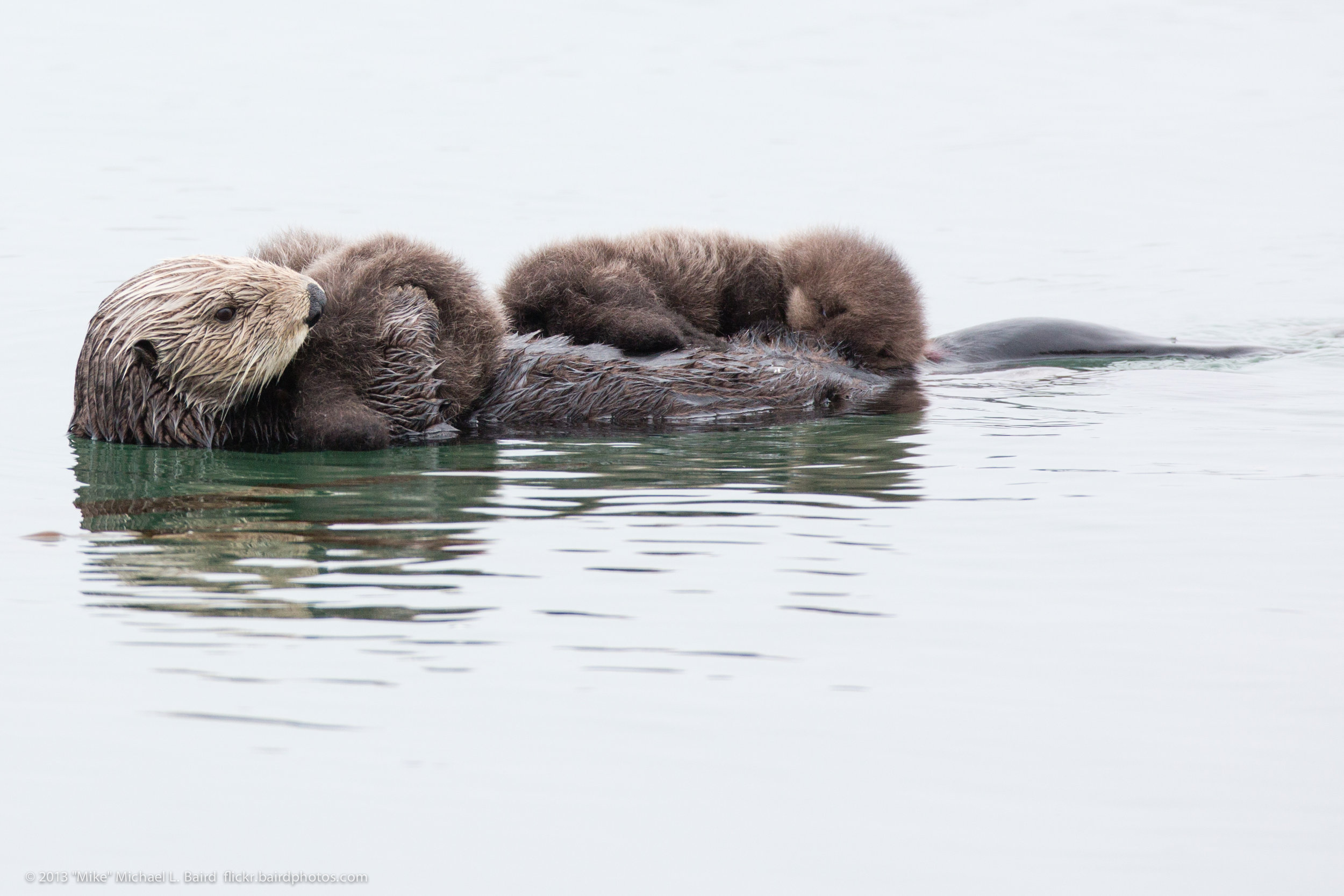 Mother Sea Otter with Rare Twin Pups