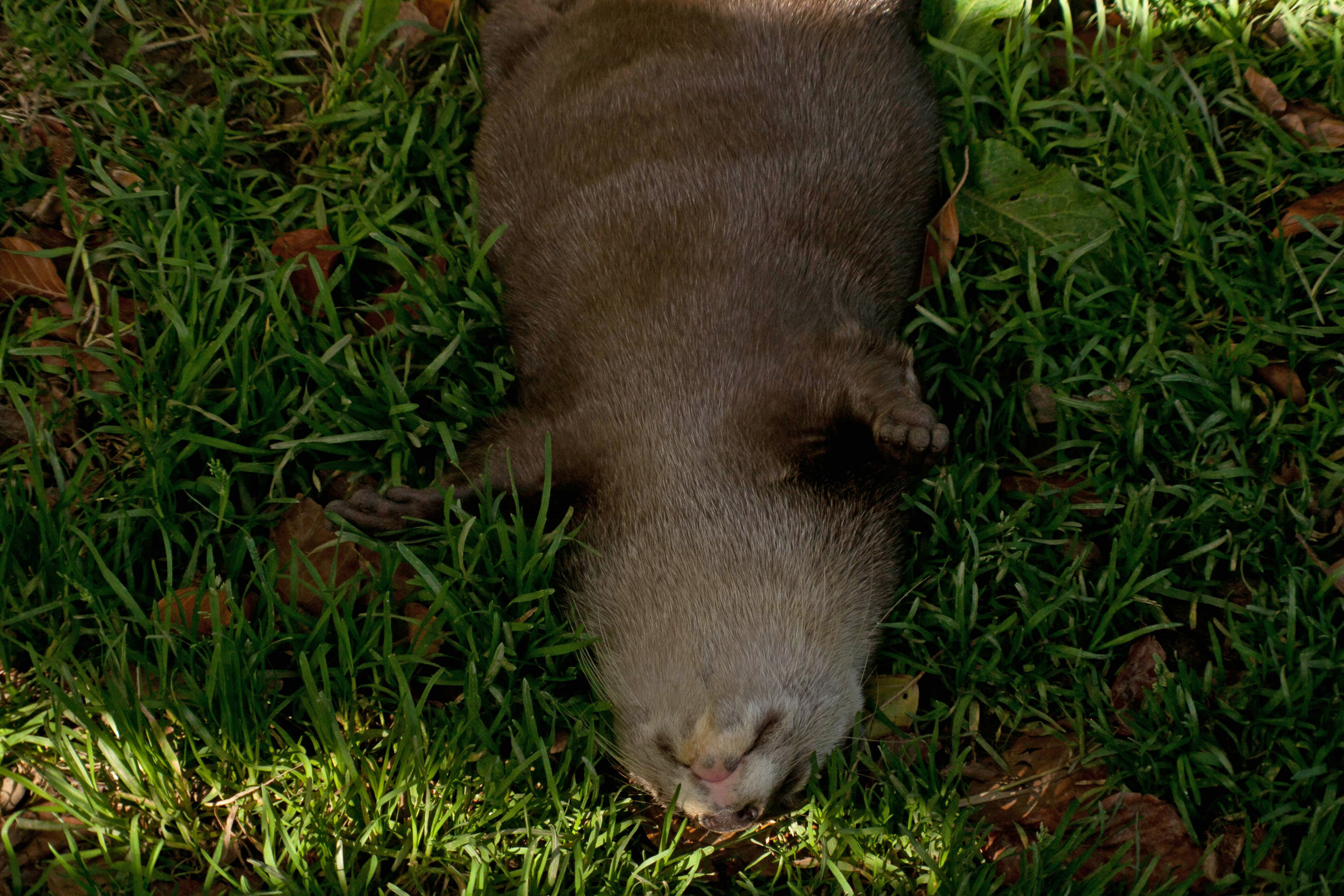 Otter Gets Some Serious Relaxing Done in the Grass