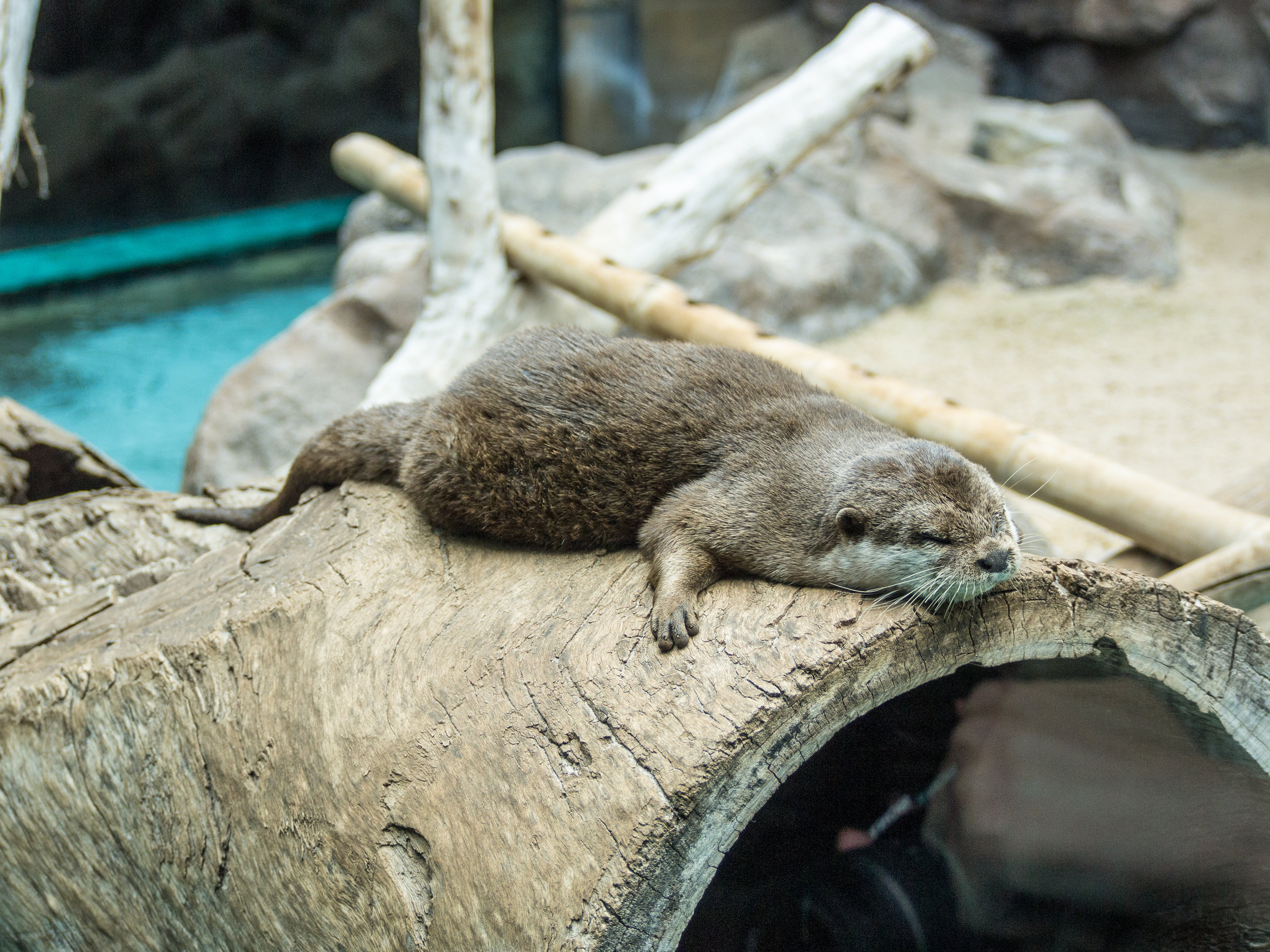 Otter Naps Hugging His Log