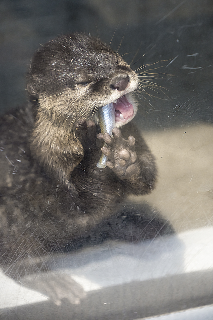 It's Difficult Eating a Fish When You're an Otter Pup 1