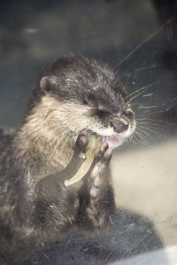 It's Difficult Eating a Fish When You're an Otter Pup 2