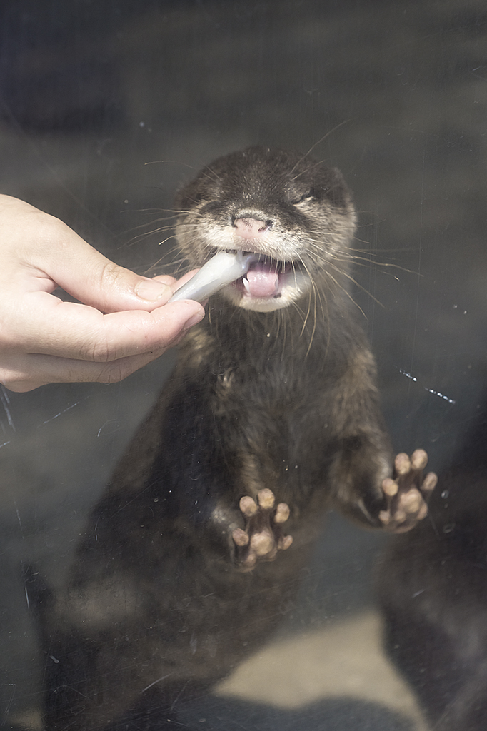 It's Difficult Eating a Fish When You're an Otter Pup 3