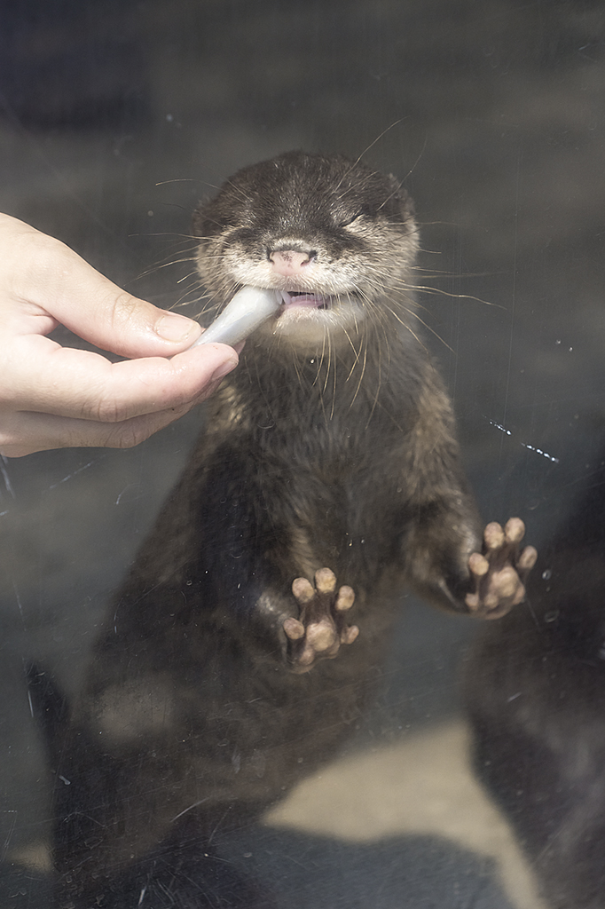 It's Difficult Eating a Fish When You're an Otter Pup 4