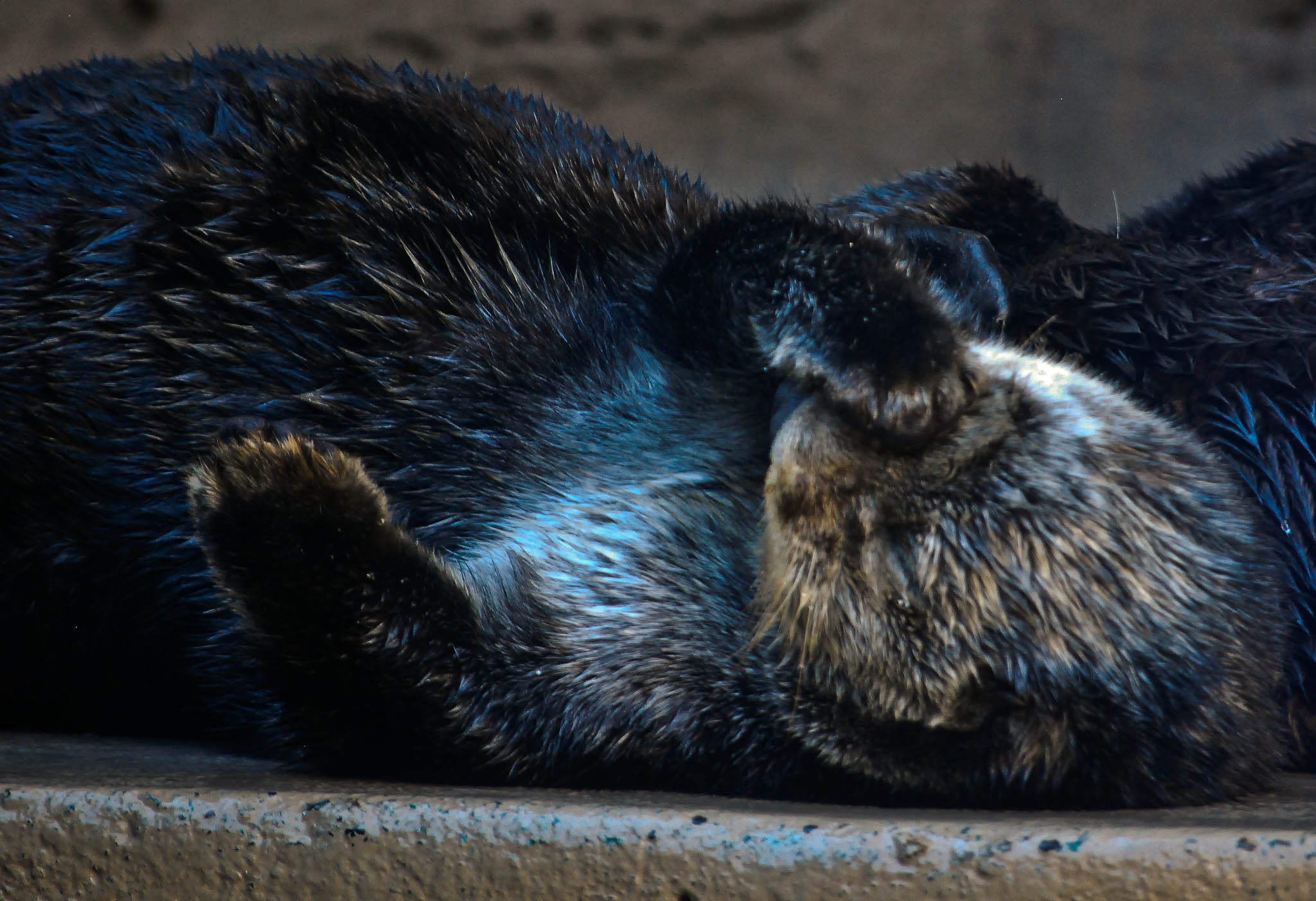 Sea Otter Facepalm