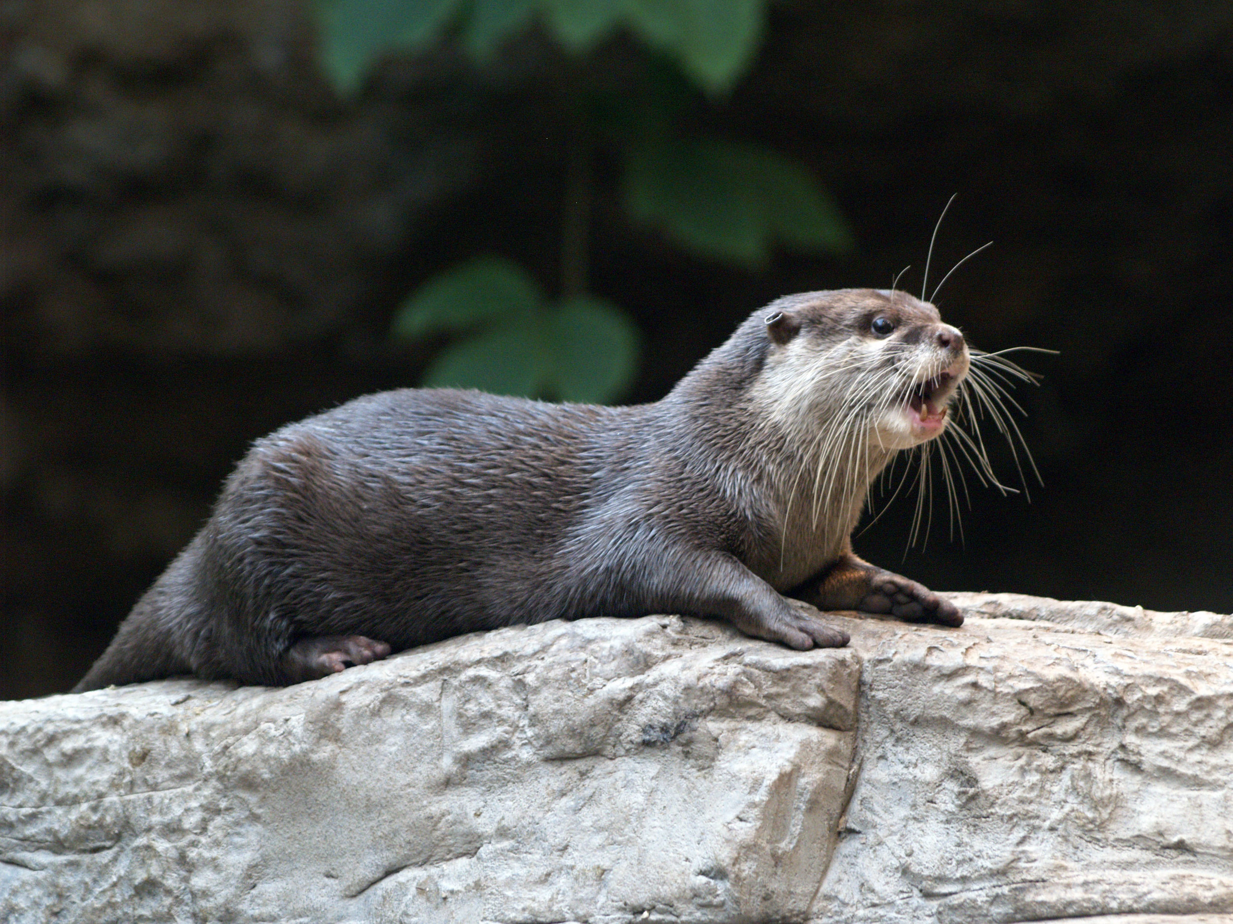 Otter Is Shocked by What He Sees