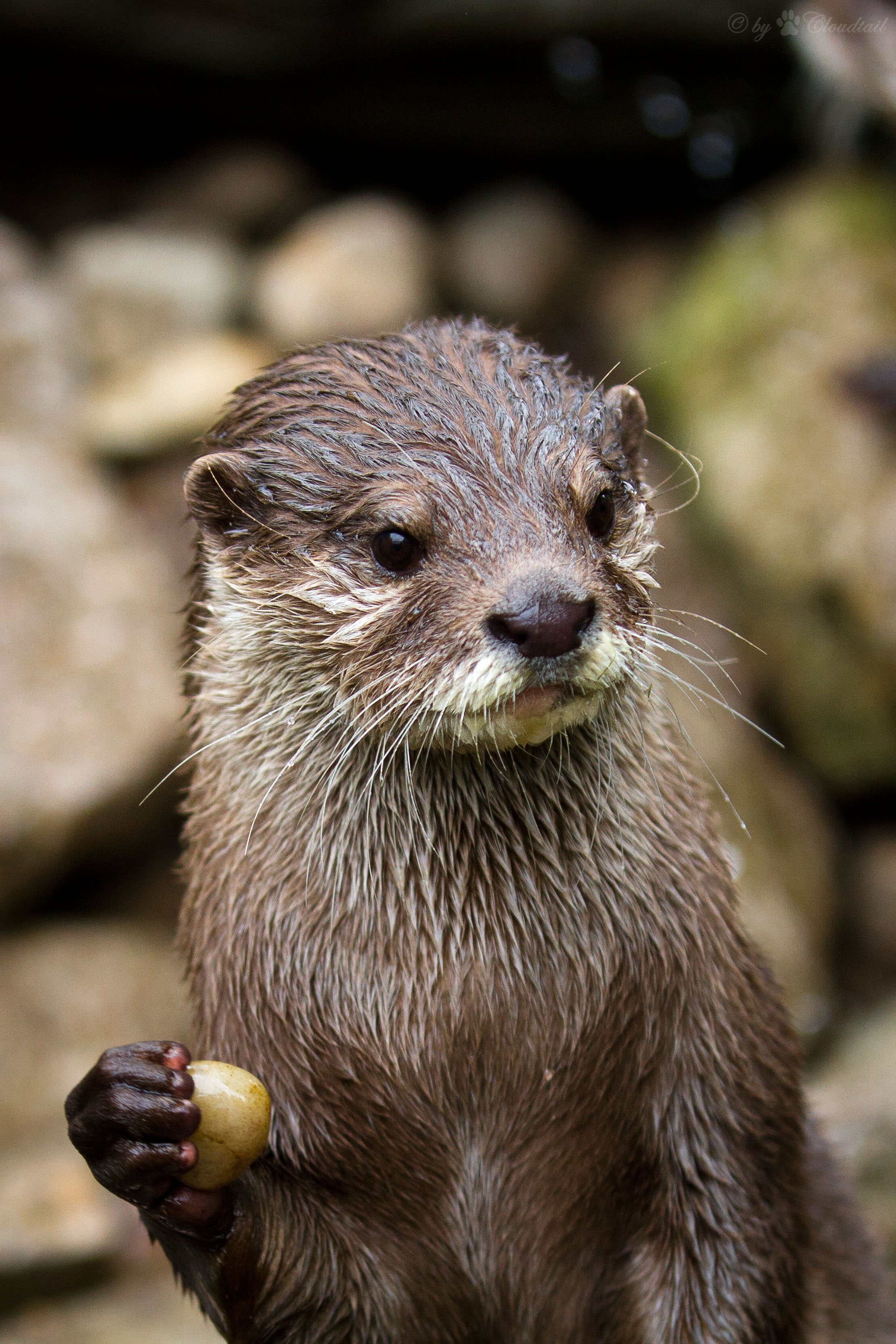 Otter Is Momentarily Distracted from His Stone