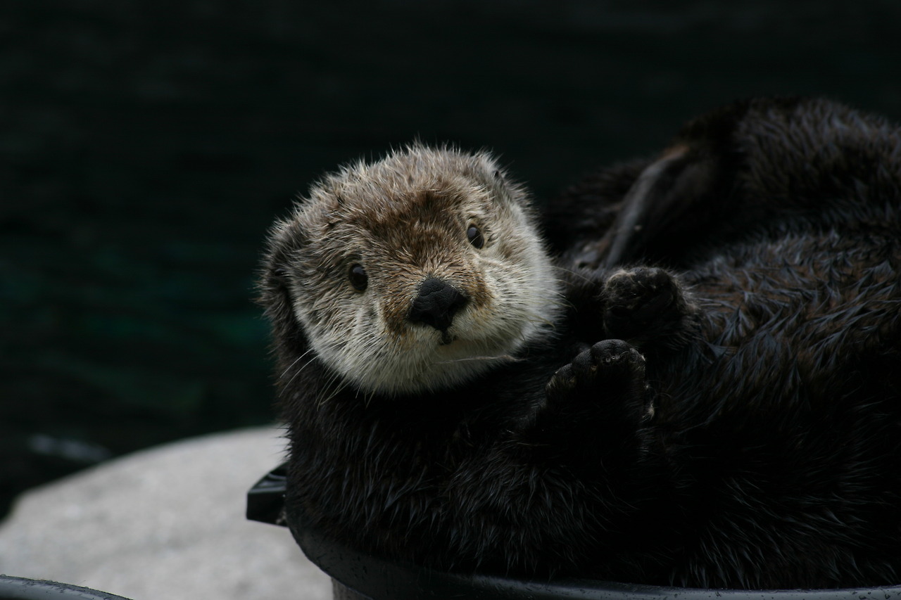 Bashful Sea Otter Gidget Realizes Humans Are Watching Her in Her Bucket