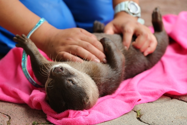 Otter Gets a Luxurious Belly Rub 2