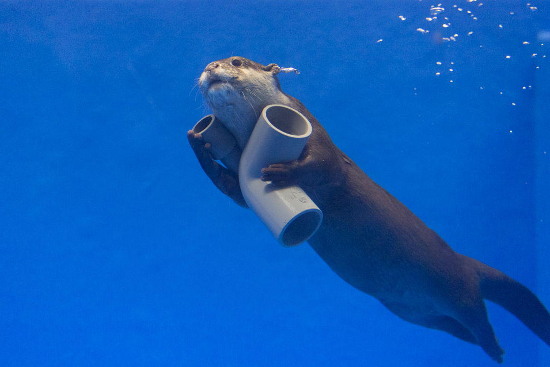 Otter Swims Away with His New Pipe Toy
