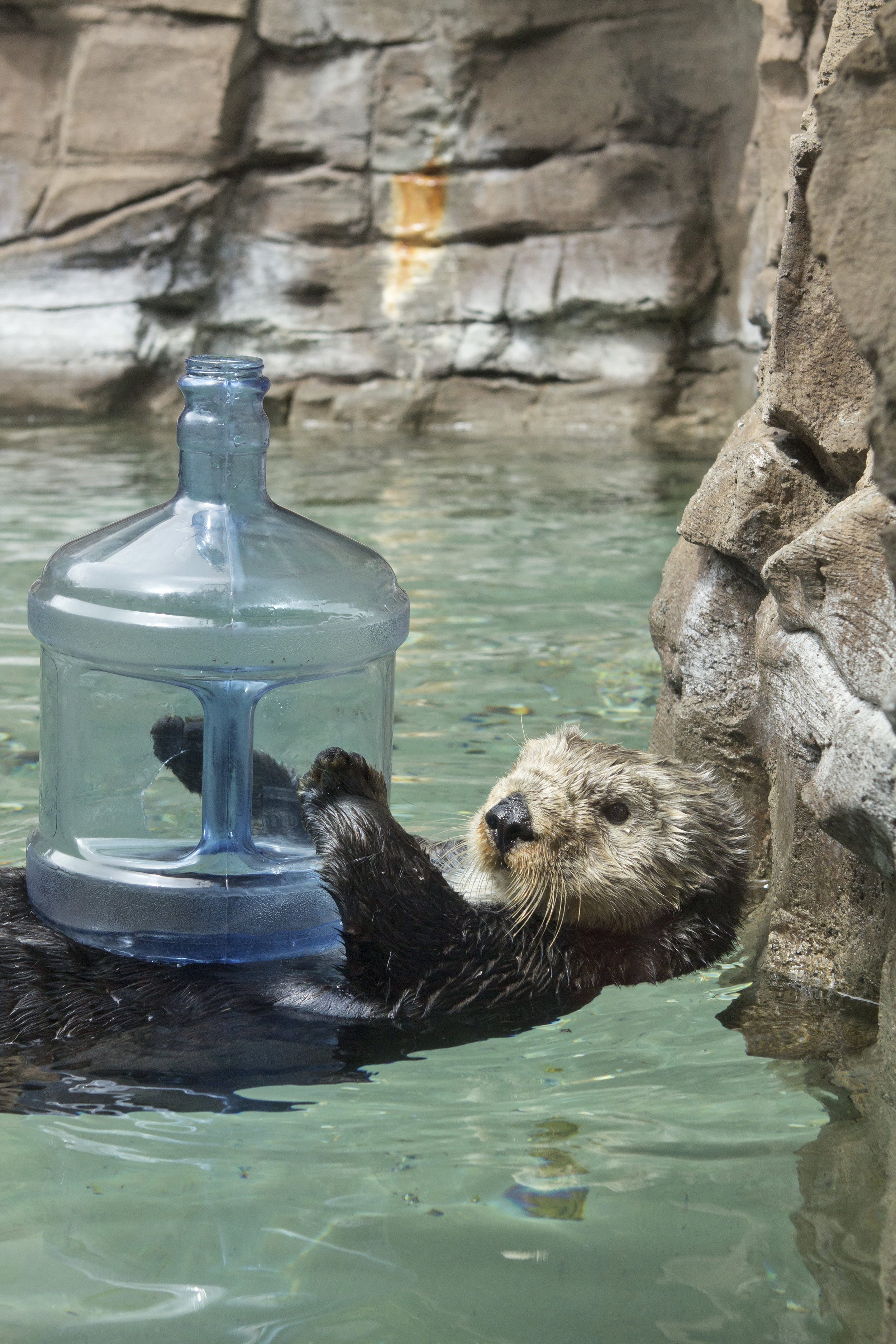 Otter Has a Water Jug Toy 2