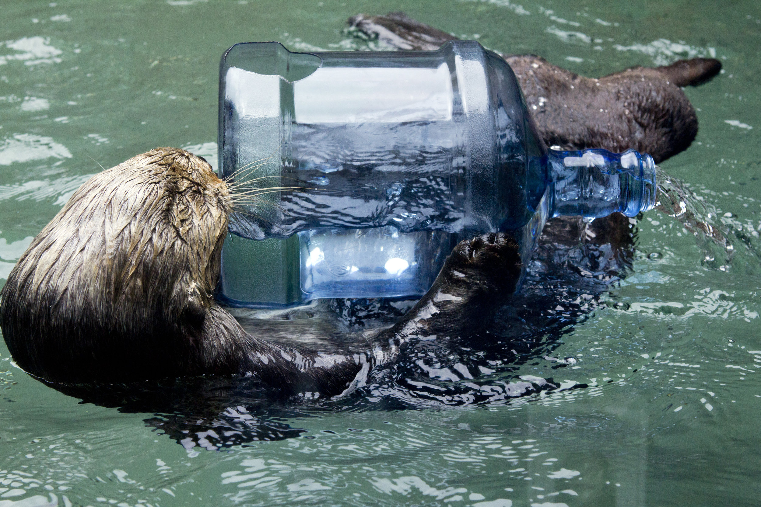 Otter Has a Water Jug Toy 1