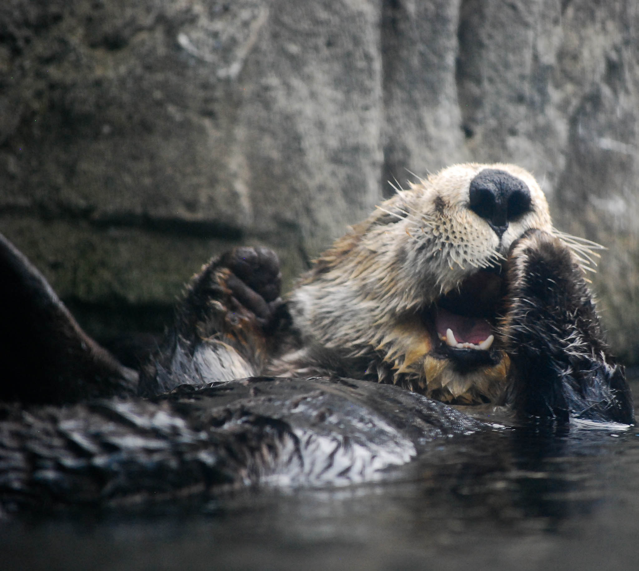 Polite Sea Otter Covers Her Mouth When She Yawns