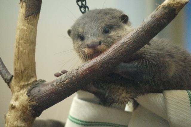Otter Pup Sees a Tree Branch, Decides to Eat It 1