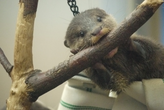 Otter Pup Sees a Tree Branch, Decides to Eat It 2
