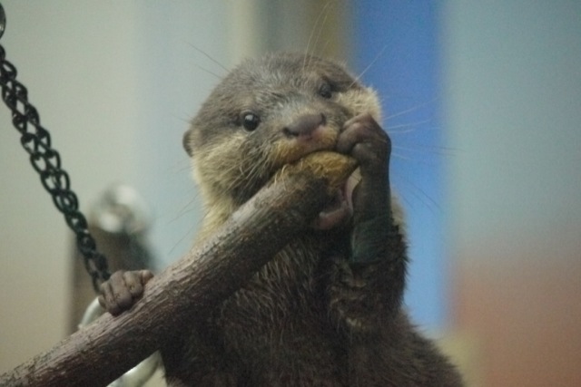 Otter Pup Sees a Tree Branch, Decides to Eat It 7
