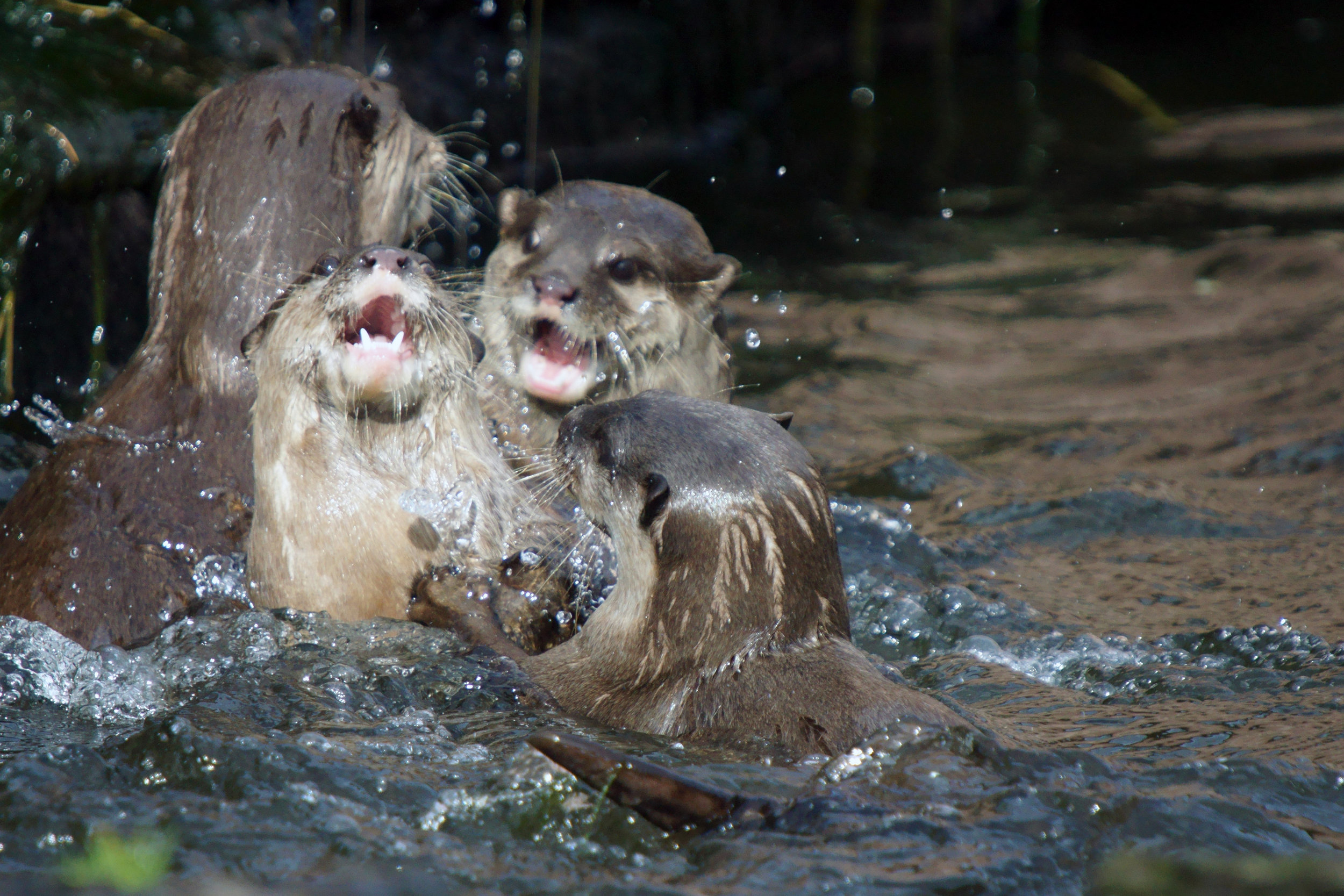 It's an Otter Water Fight!