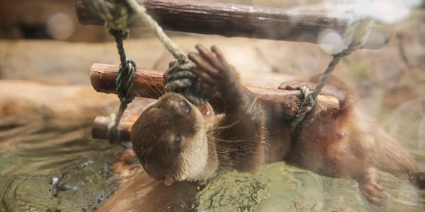 Acrobatic Otter Hangs from the Underside of a Rope Ladder to Nibble on a Knot 1