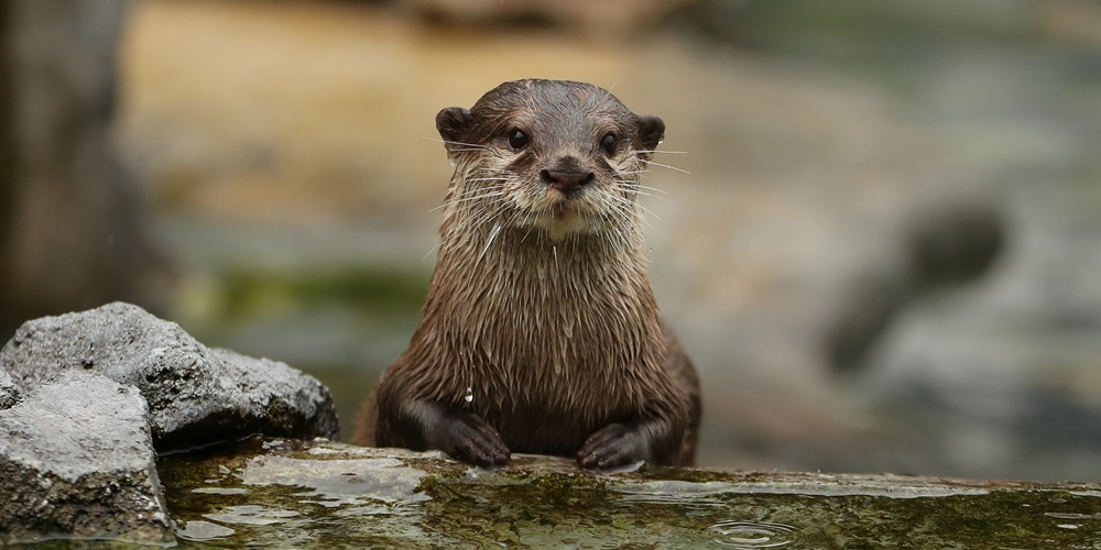 Customer Service Otter Will Take the Next Otter in Line