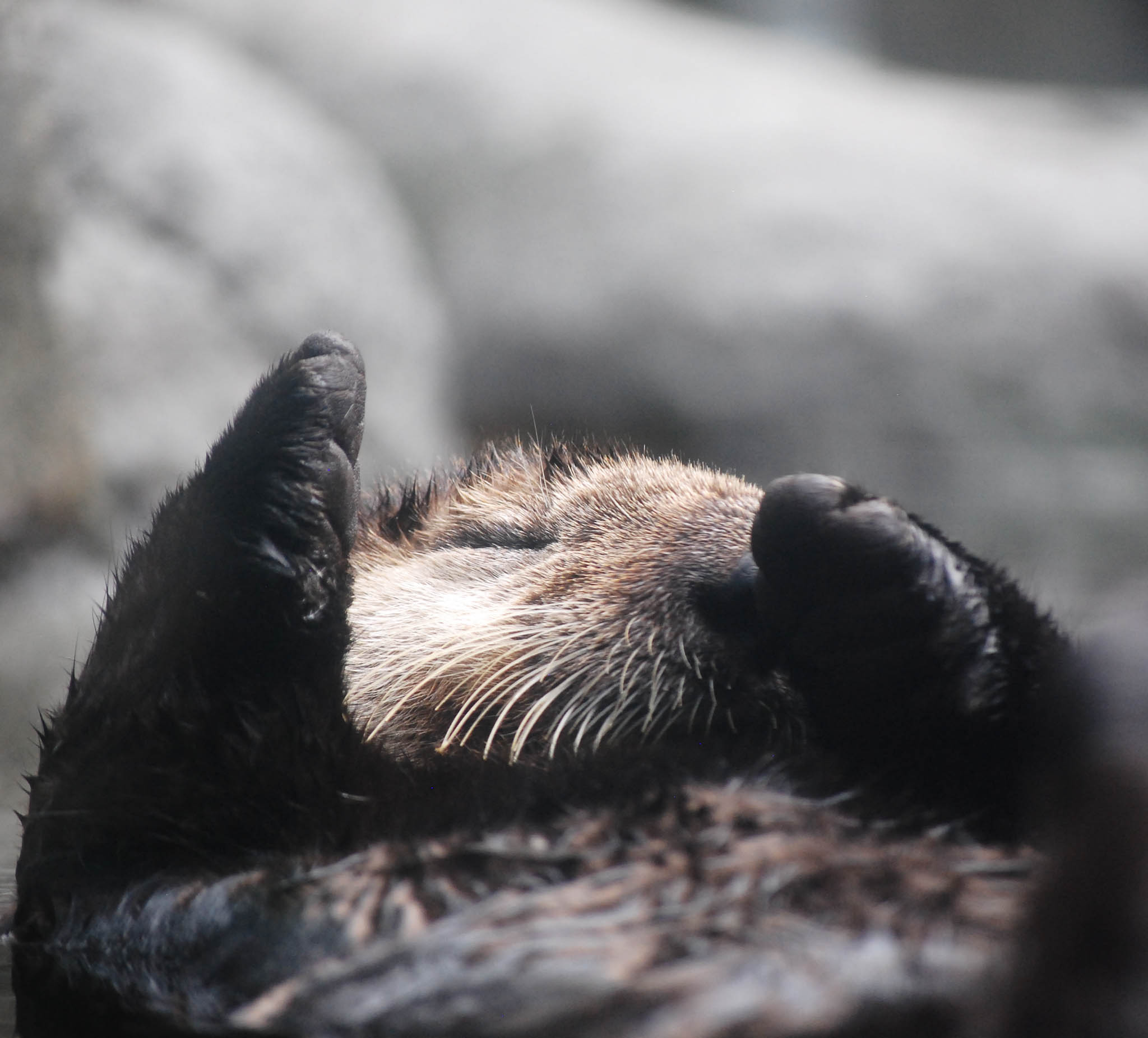 Sea Otter's Paws Stick Up When She Sleeps