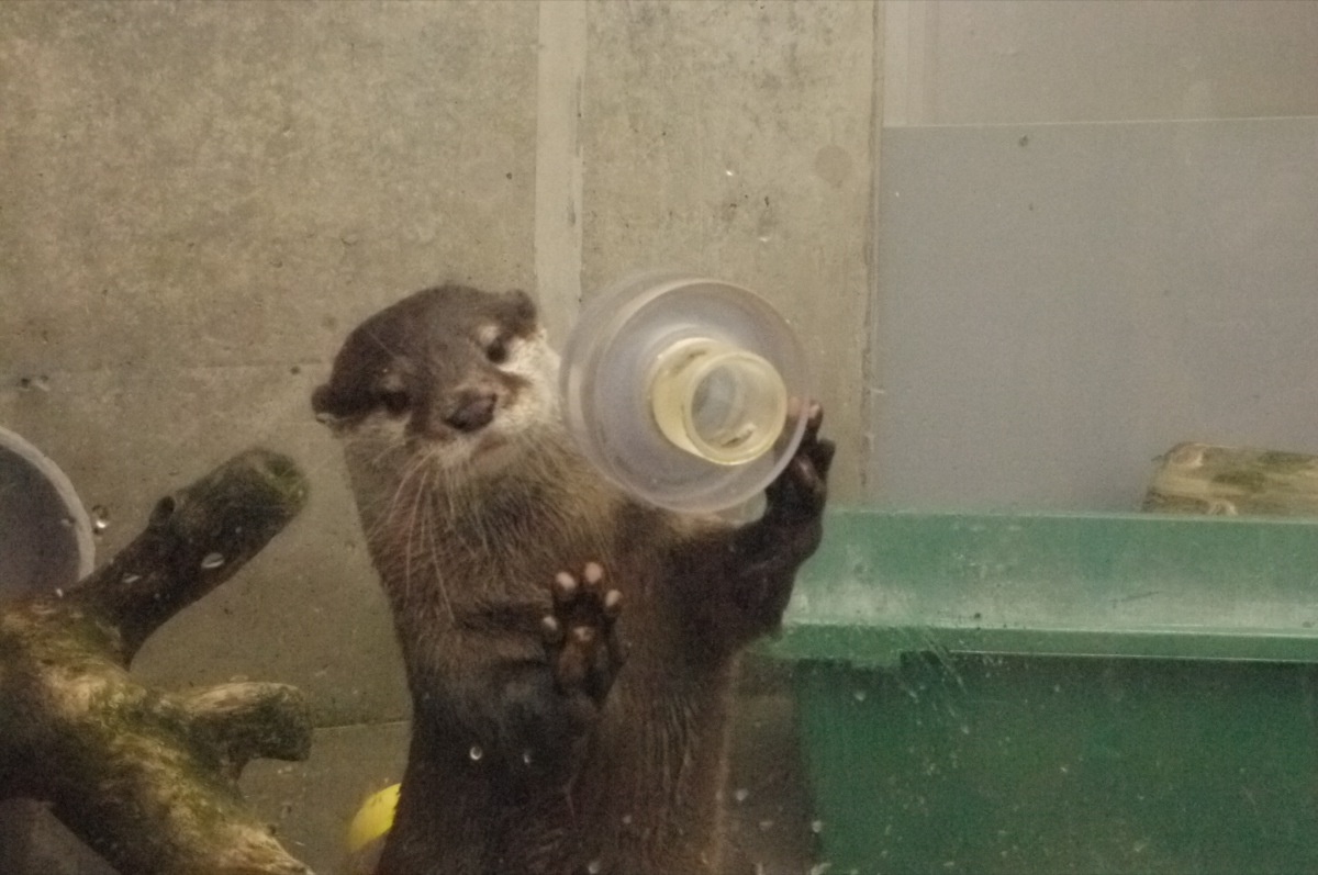 Otter Accepts a Delicious Treat through a Hole in the Display Glass 1