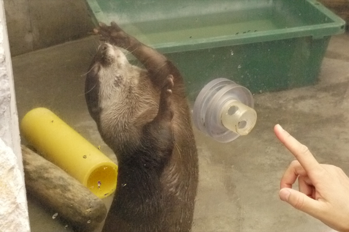 Otter Accepts a Delicious Treat through a Hole in the Display Glass 5