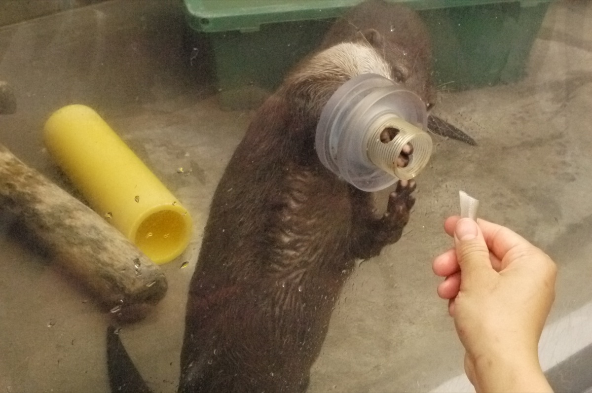 Otter Accepts a Delicious Treat through a Hole in the Display Glass 4