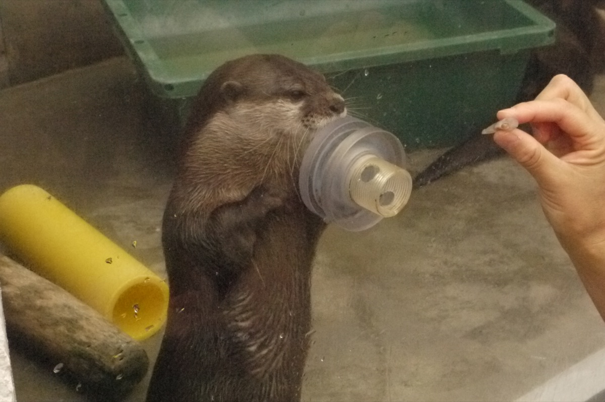 Otter Accepts a Delicious Treat through a Hole in the Display Glass 3