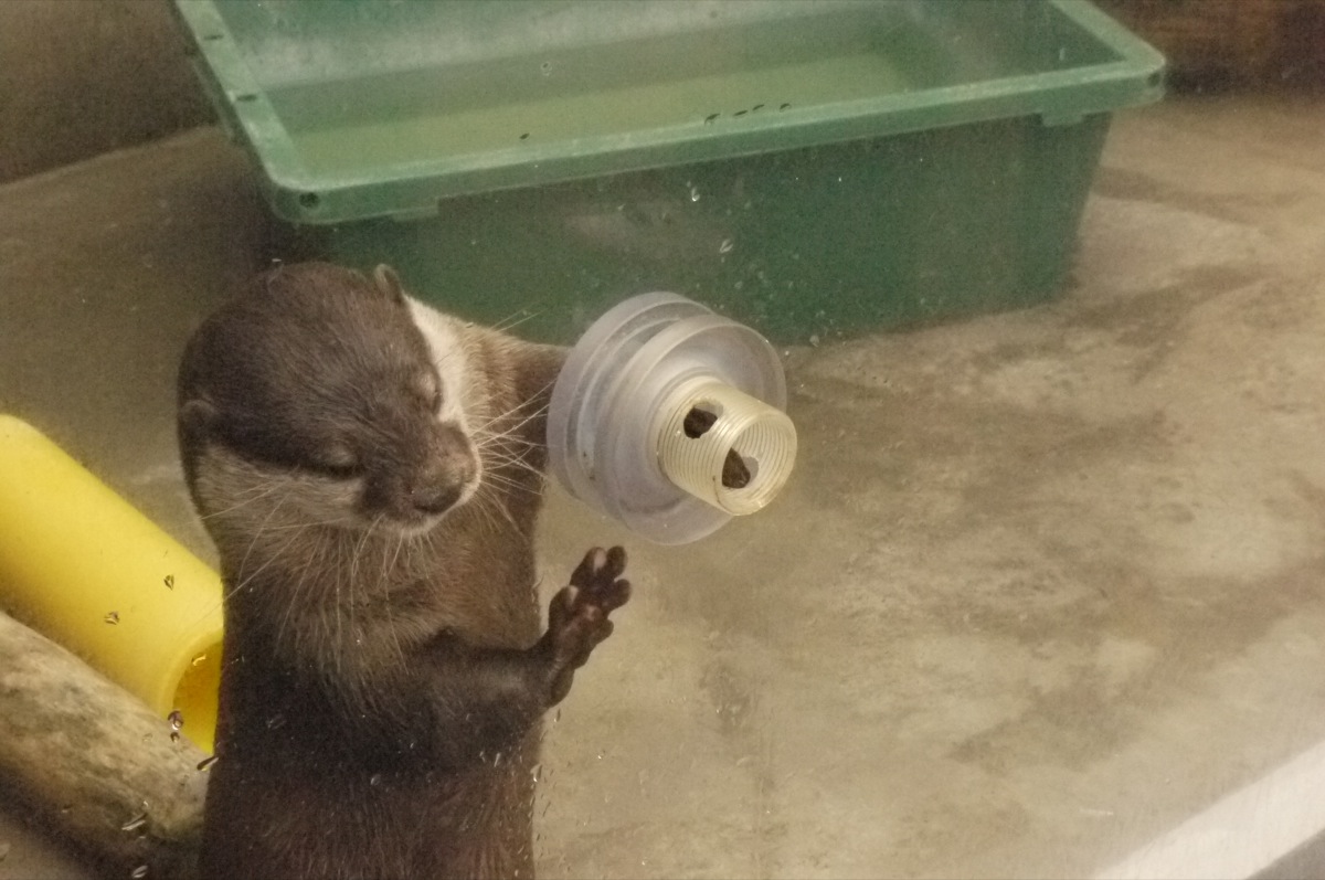 Otter Accepts a Delicious Treat through a Hole in the Display Glass 2
