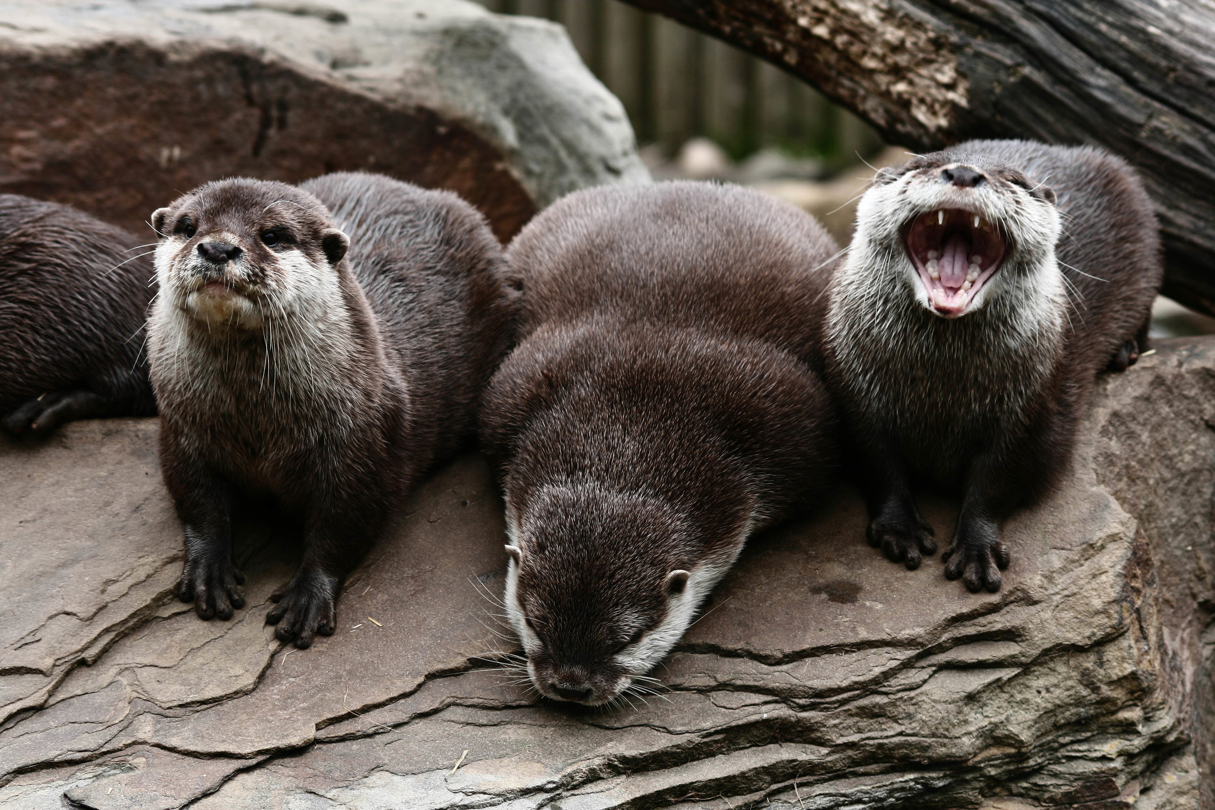 Otter Is the Only One Laughing at His Joke