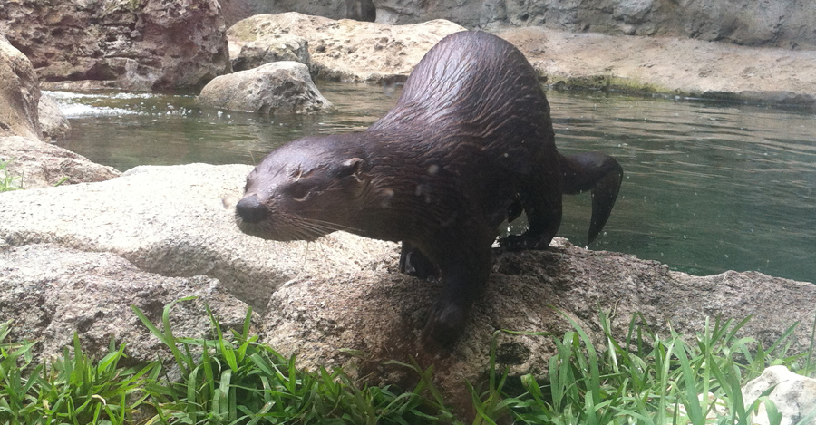 Otter Emerges from the Water After a Nice Swim