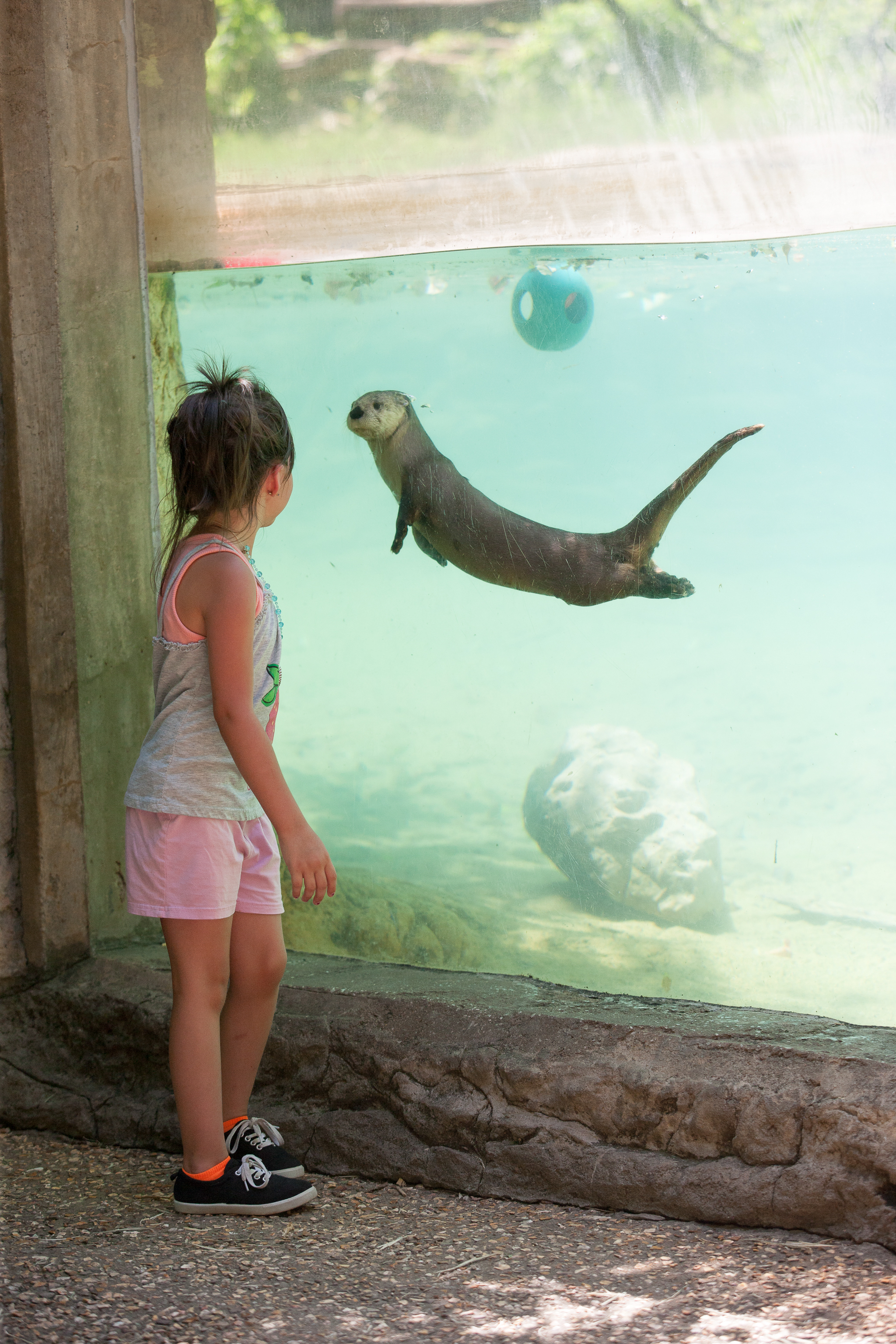 Otter and a Little Girl Stop to Get a Good Look at Each Other