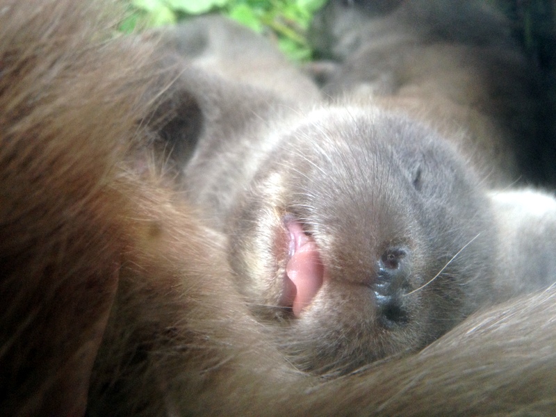 Little Otter Pup Is Conked Out 