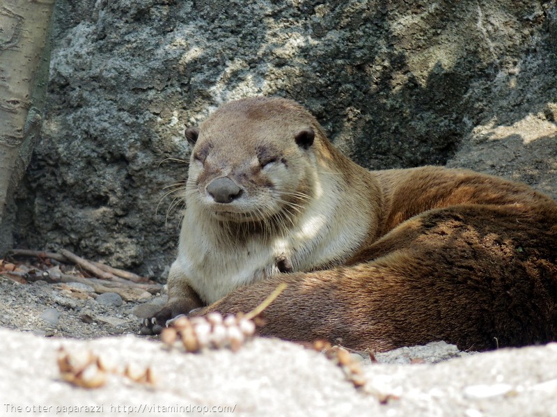 Otter Smiles a Content Smile