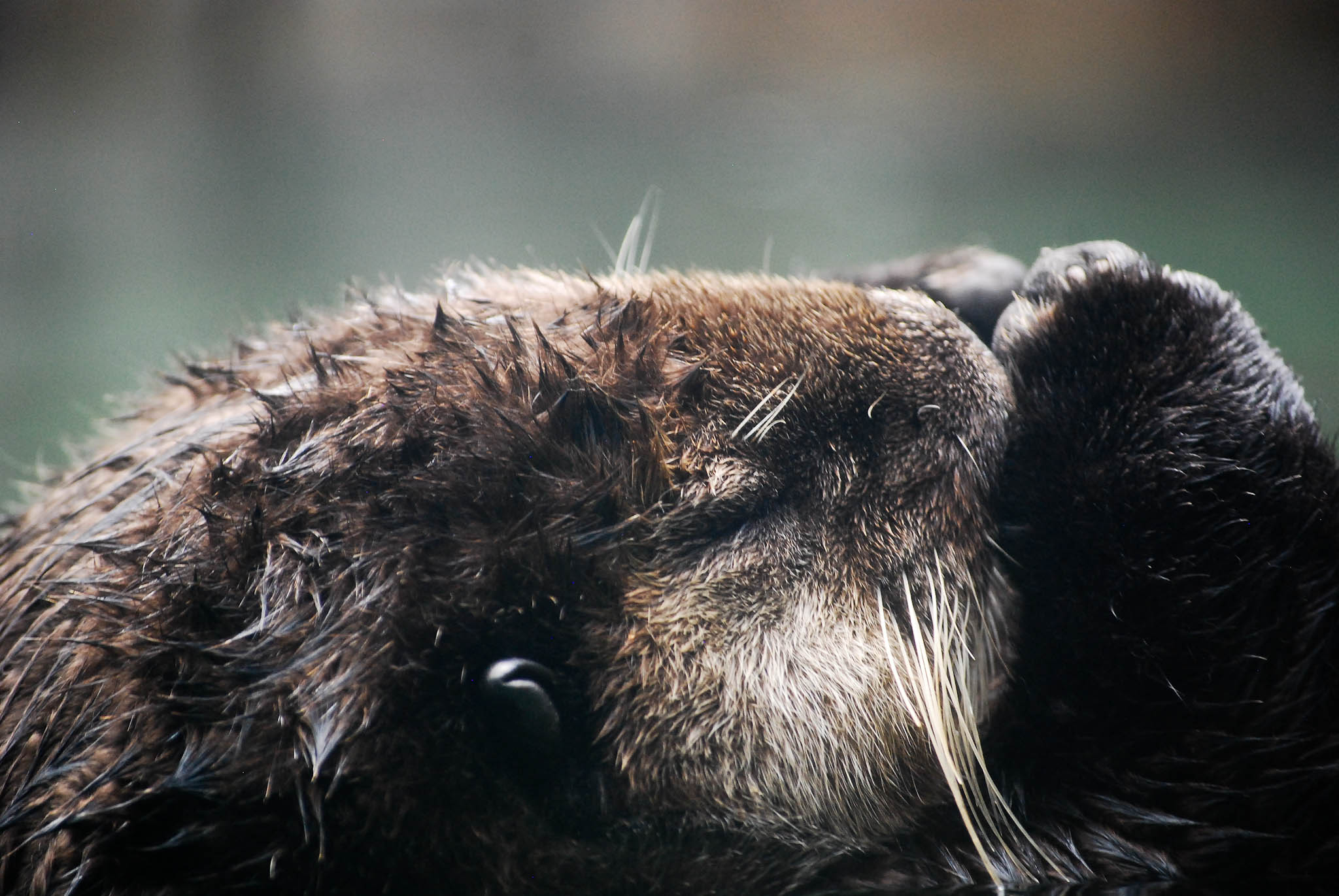 Sea Otter Meditates